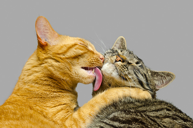 c_felv_two_cats_licking.jpg