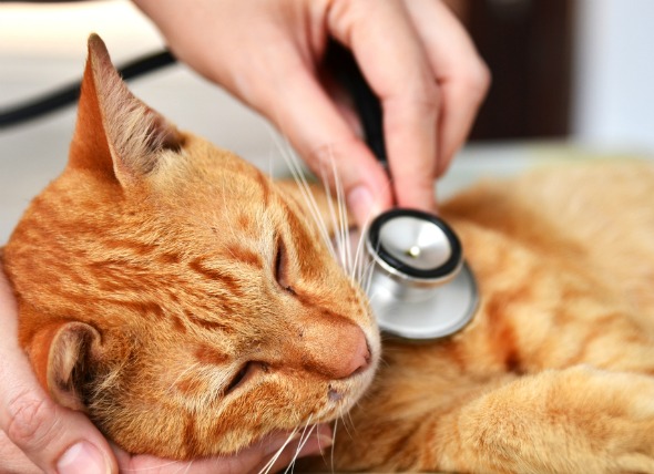 feline-leukemia-virus-cats.jpg
