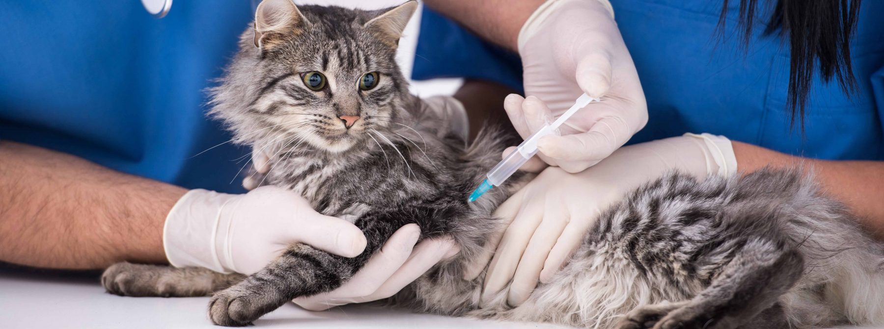 cat-vaccination-1-of-1-7-1800x671.jpg