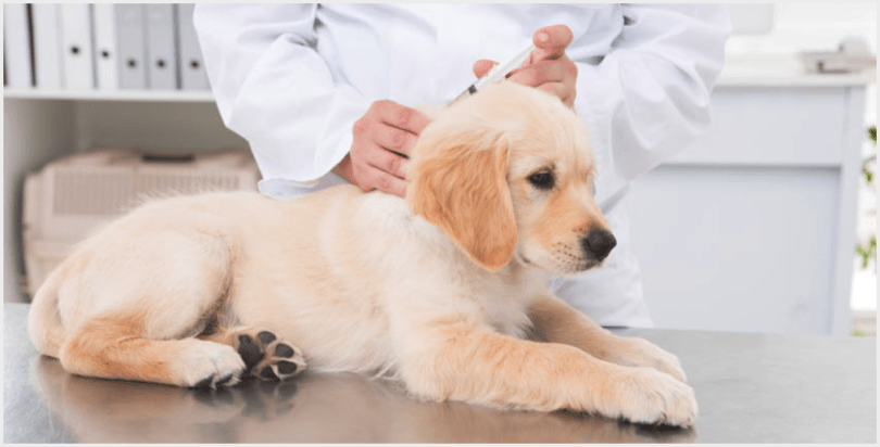 dog-vaccine-autism-1-810x412.png