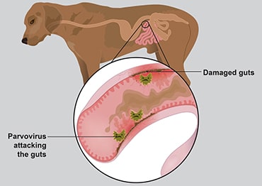 pdsa-art-12-virus-attacking-dog-guts-min-min.jpg