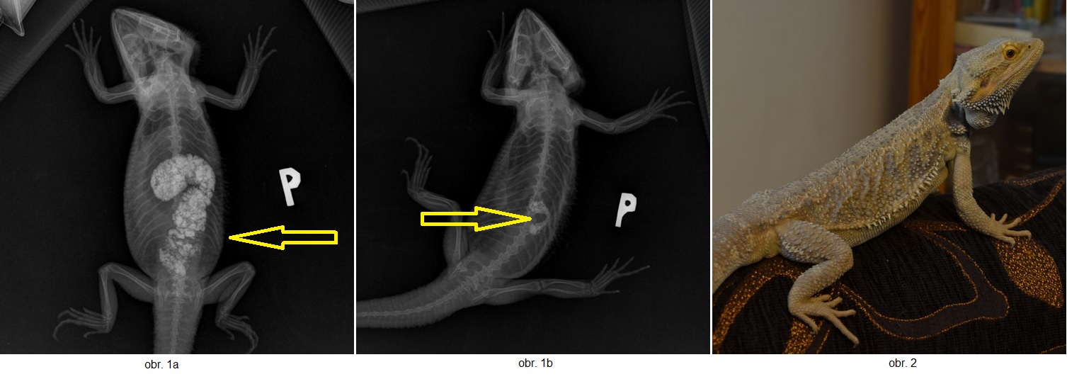 agama.jpg