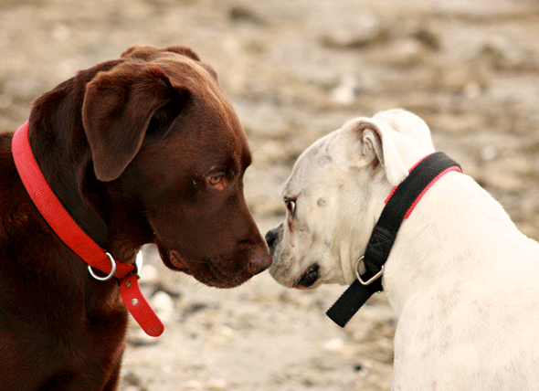 canine-herpes-187472447.jpg