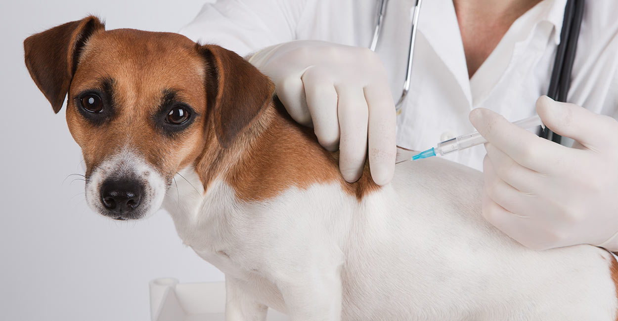 dog-vaccination-schedule.jpg