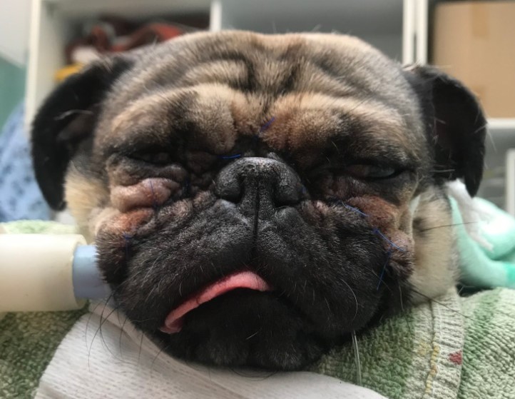 mops-entropium.jpeg