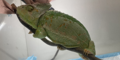 Obří cysta vaječníku samičky chameleona jemenského 