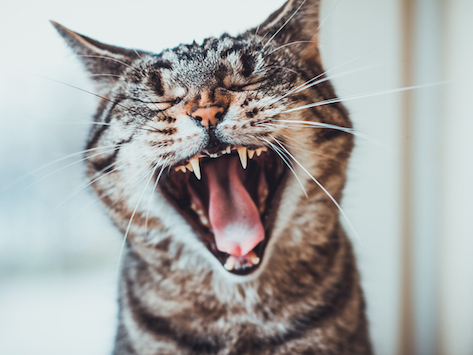 Resorpční léze jsou jedním z častých problémů v dutině ústní koček. Jedná se o dutinku v zubu, do které vroste měkká tkáň dásně (vyplní se granulační tkání). Nejčastěji se léze vyskytuje na korunce zubu nebo těsně pod dásní. Hlavní komplikací je prostup bakterií z dutiny ústní do centra zubu, vytvoření zánětu, ulomení zubu a vzniku výrazné bolestivosti, kdy kočky úplně odmítají potravu.